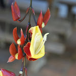 DSC_0994 - Copie.JPG