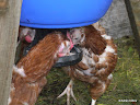 New chicken pen - June 2009