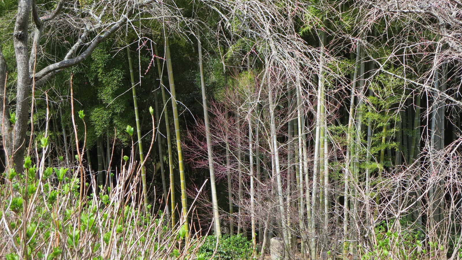 [IMG_0610%255B3%255D.jpg]