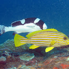 Sweetlips (Dauin, Negros)
