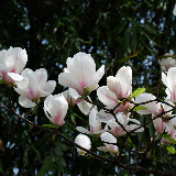 Chengdu - flowers in wenhua park