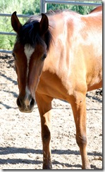 horses2011-32