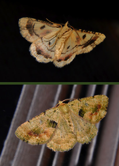 Geometridae d'Australie orientale (N.S.W.) - Geometridae non identifié. Umina Beach (New South Wales, Australie), 23 septembre 2011. Photo : Barbara Kedzierski