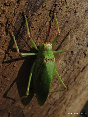katydid katydid