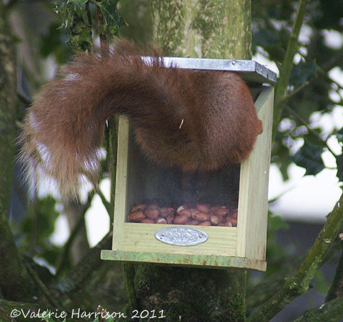 [squirrel-in-feeder%255B2%255D.jpg]