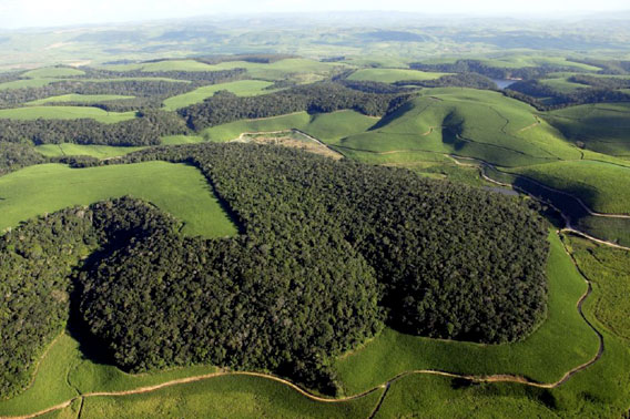 A typical scenario in the Brazil's Atlantic Forest at the Northeastern Biodiversity Corridor, where forest remants are surrounded by sugarcane plantations. Most of the remaining forest fragments are, on average, smaller than 100 ha. Adriano Gambarini / mongabay.com