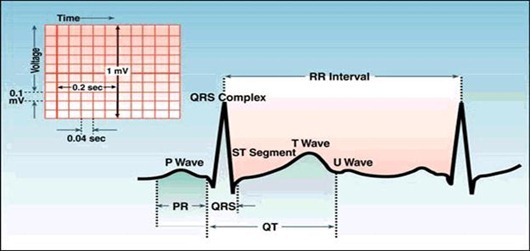 Anatomy of Heart, Graphical Representation Anatomy of Heart, Graphical Representation