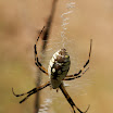 Argiope aurantia.jpg