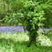 View album