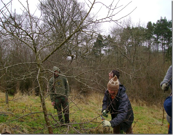 Pruning Mature Apple Tree Pruning Mature Apple Tree