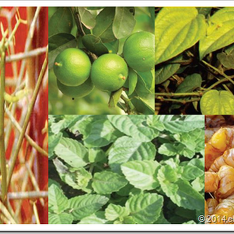 Contoh Tanaman Obat Keluarga Atau Apotek Hidup