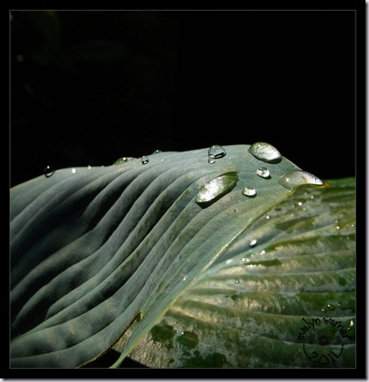 druppel-hosta druppel-hosta