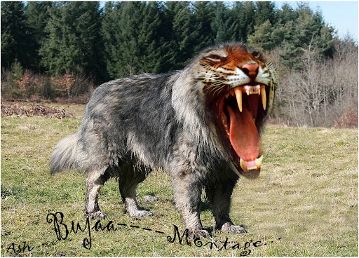 Qeni+i+sharrit+vs+pitbull