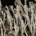 Cladonia macilenta