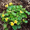 roundleaf violet-viola orbiculata 001.jpg