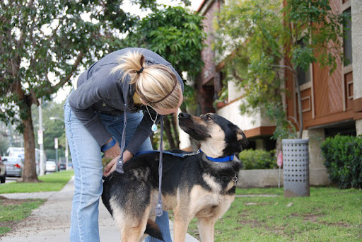 And enrolling a dog in your exercise plan actually makes you more apt to stick with it! Alli Lange here sticks to her fitness schedule by walking her foster dog Cody. Cody is in need of a forever home through ADogsLifeRescue.org And enrolling a dog in your exercise plan actually makes you more apt to stick with it! Alli Lange here sticks to her fitness schedule by walking her foster dog Cody. Cody is in need of a forever home through ADogsLifeRescue.org