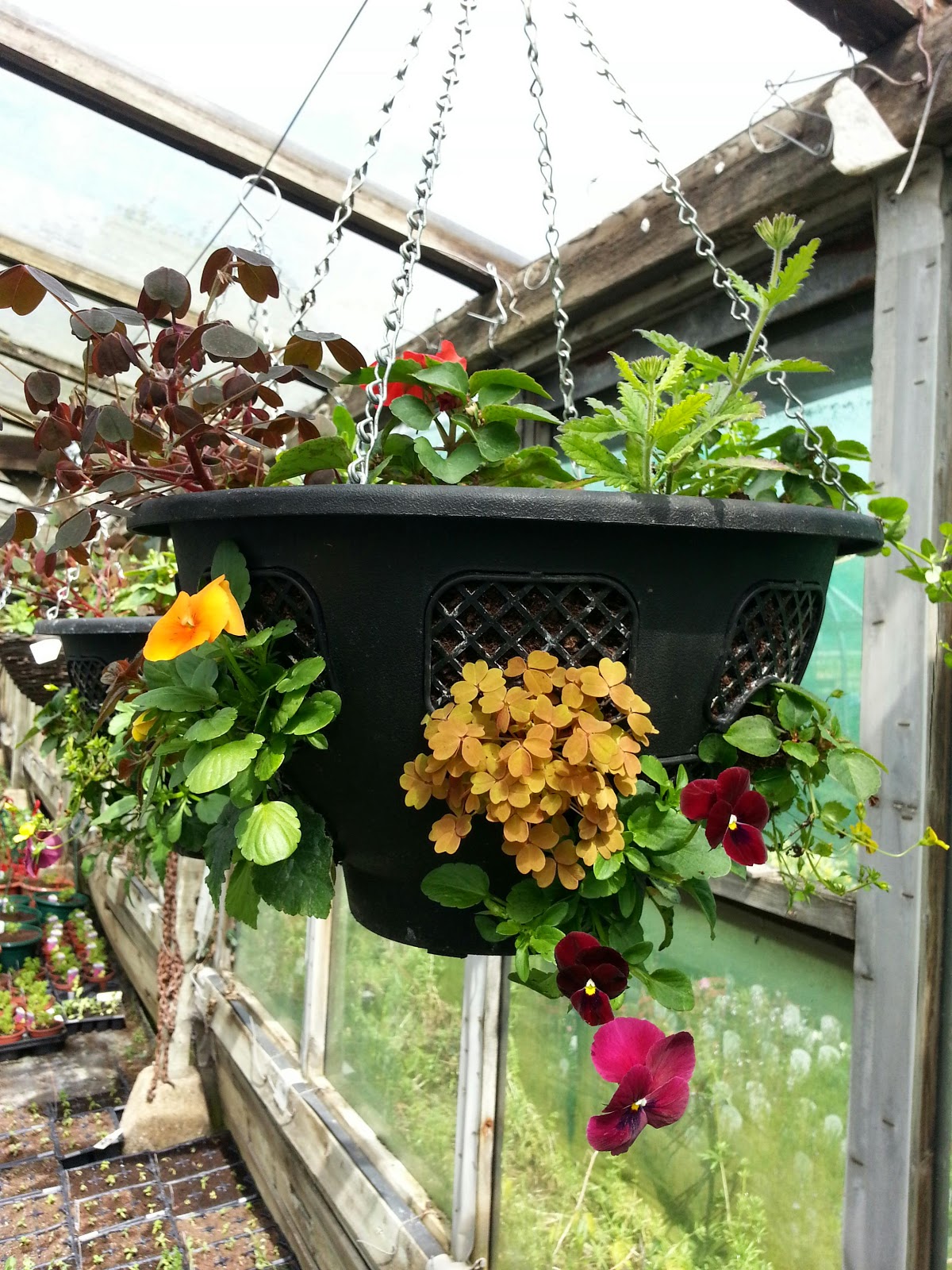 Grove House Plants HANGING BASKETS FOR SALE!