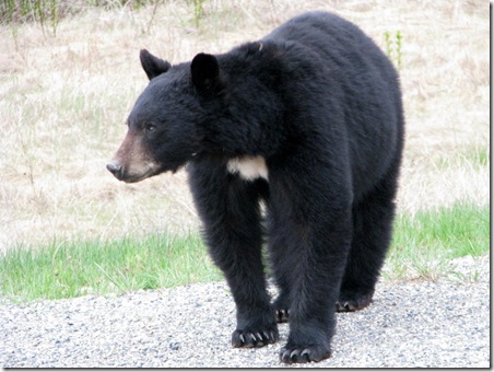 Big Black Bear-3
