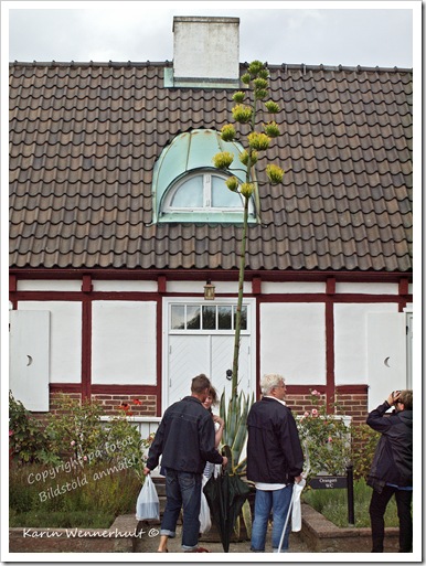 Blommarvar 50eår Blommarvar 50eår