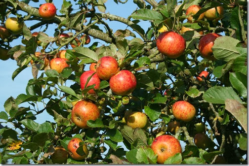 1. Apples 1. Apples