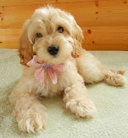 Lovely Bambie mini Labradoodle.