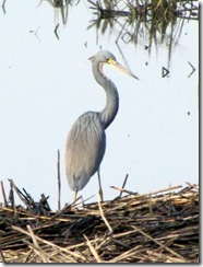 Tricolored Heron