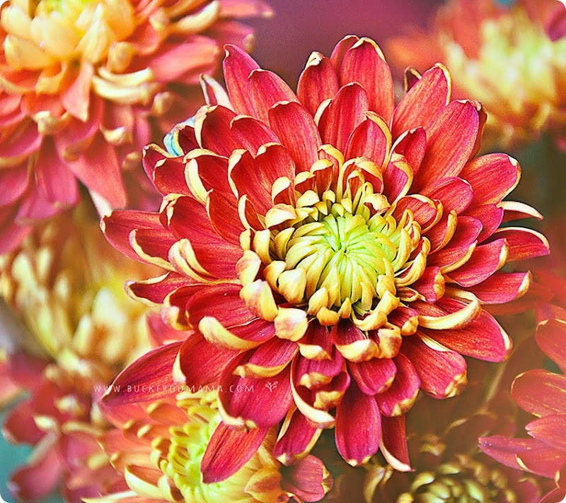 Red-chrysanthemum-(1) Red-chrysanthemum-(1)