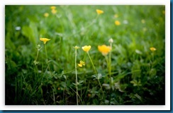 buttercup_flowers-t2