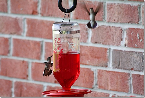 hummingbirds4