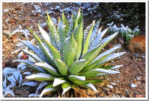 150101_ASDM_0036_Agave shawii