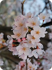Cherry Sakura