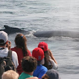 Humpback whales