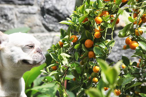And here are some miniature Mandarin oranges. These tiny oranges are packed with a lot of sweet flavor. And here are some miniature Mandarin oranges. These tiny oranges are packed with a lot of sweet flavor.