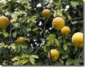 ΚΙΤΡΟ ΚΙΤΡΙΑ CITRUS