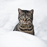 Snowkitten