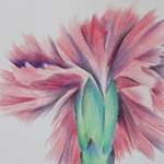 Carnation, colored pencil, copyright Rose Welty Colored Pencil Drawing of Carnation
