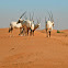 Arabian oryx