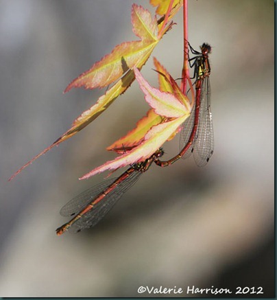 large-red-damselflies