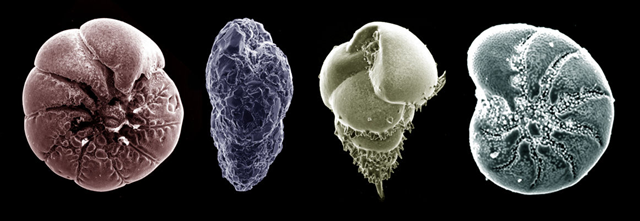 False colour scanning electron microscope images of typical Quaternary marine benthic foraminifera from the UK. From left, Ammonia beccarii, Eggerelloides scaber, Bulimina marginata, Elphidium excavatum clavatum. www.bgs.ac.uk
