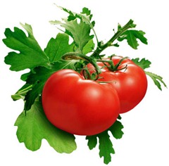 213tomato 213tomato