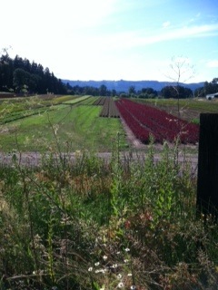 [sauvie%2520is%25205%255B3%255D.jpg]