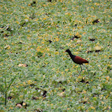 Gray-necked Wood-rail (Aramides cajanea)