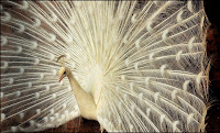 peacock3.jpg