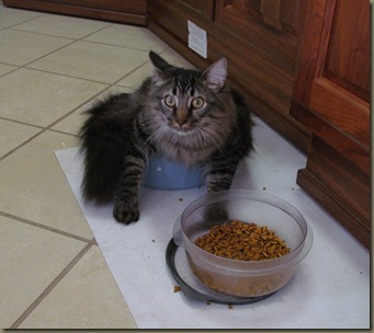 Baxter in Bowl