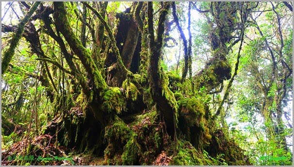 Mossy Forest