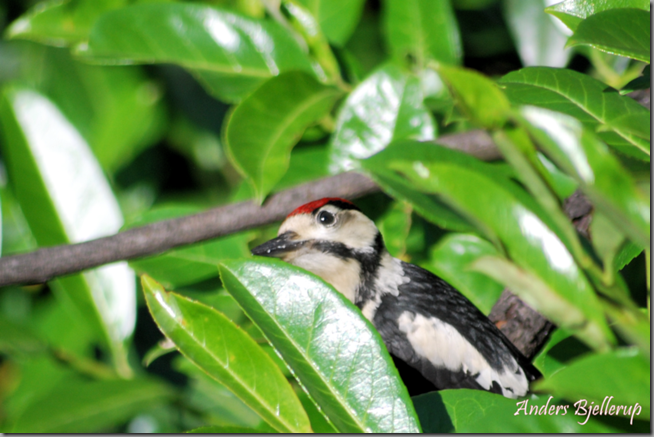 Juvenile Great Spotted Woodpecker (low res png) ab