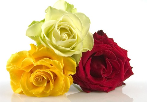 roses11h roses11h