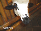 PICT0874.JPG
