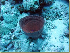 Hard Coral Pot
