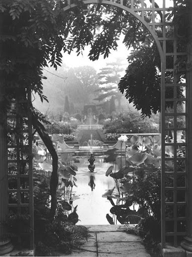 Isn't this photo of the lily pool in the Walled Garden dreamy?